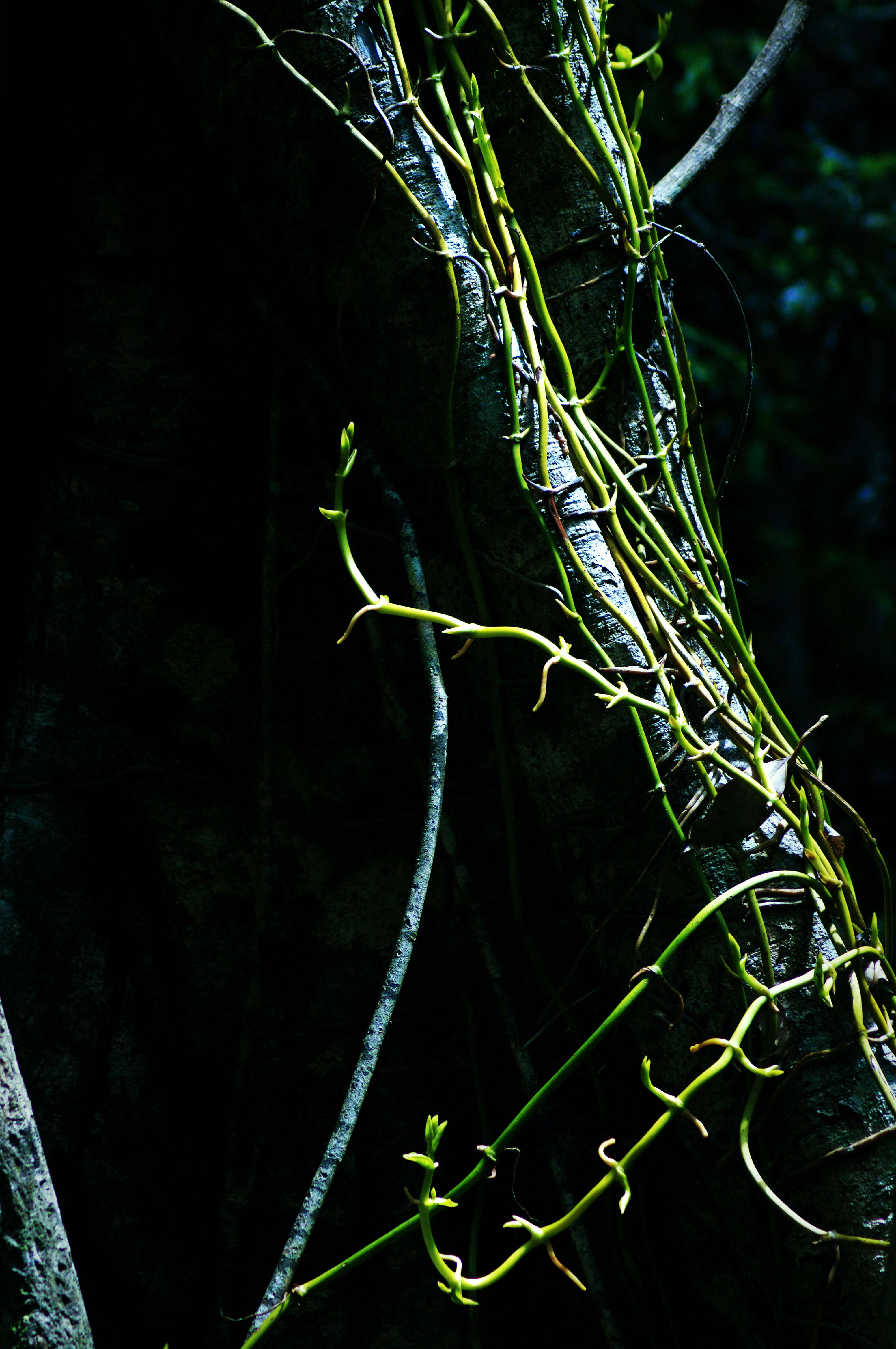 Image of Pseudovanilla foliata (F. Muell.) Garay