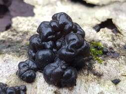 Image of Black Witches' Butter