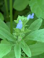 Salvia reflexa Hornem. resmi