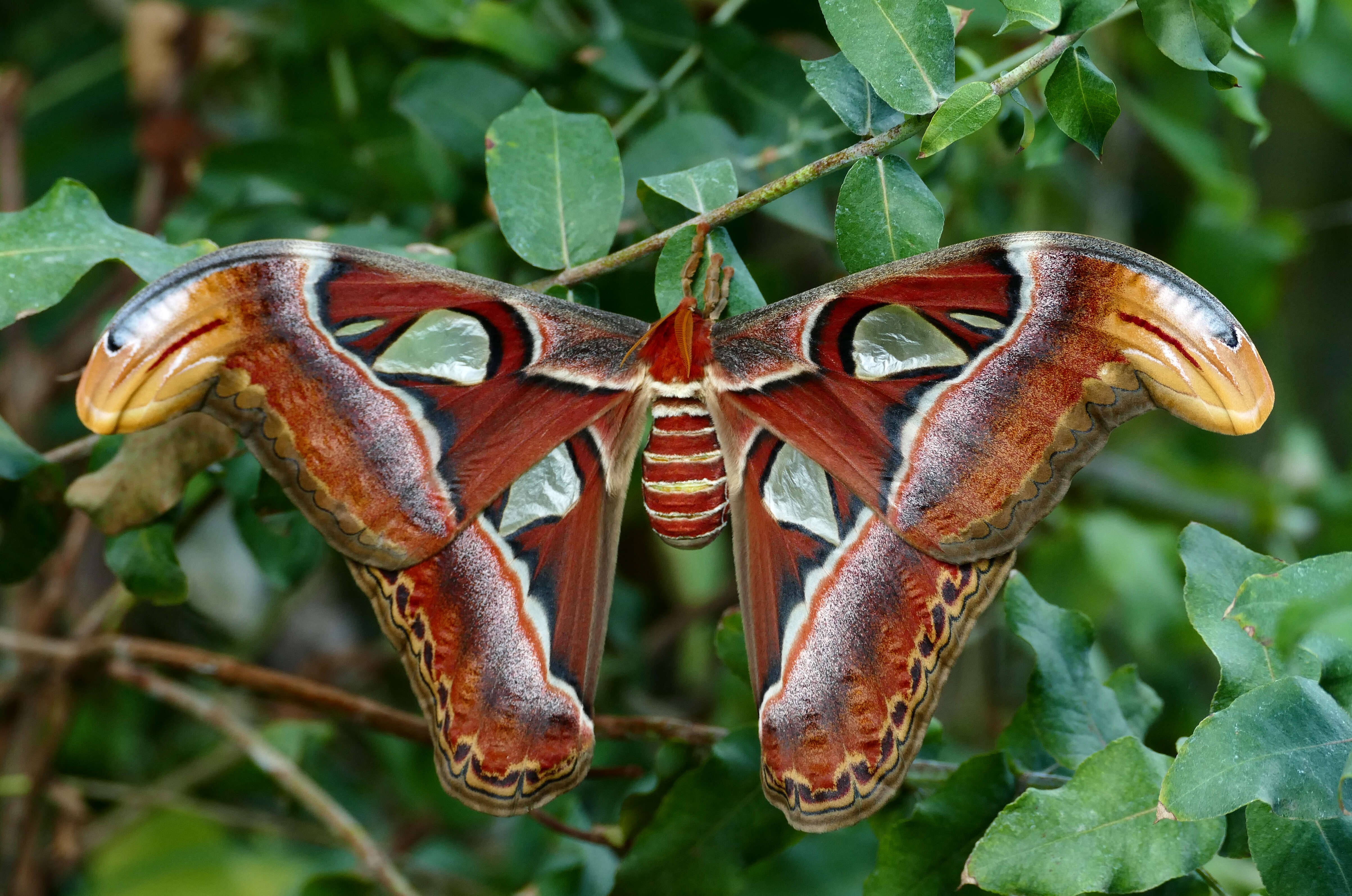 Image de Attacus atlas (Linnaeus 1758)