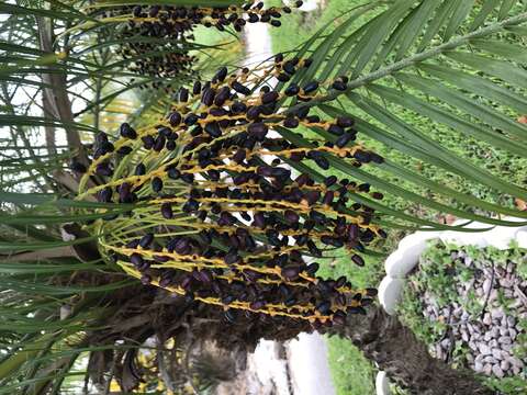 Image of pygmy date palm