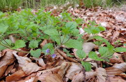 Image of Wood speedwell