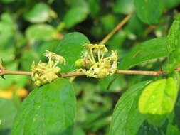 Image of Indian Jujube