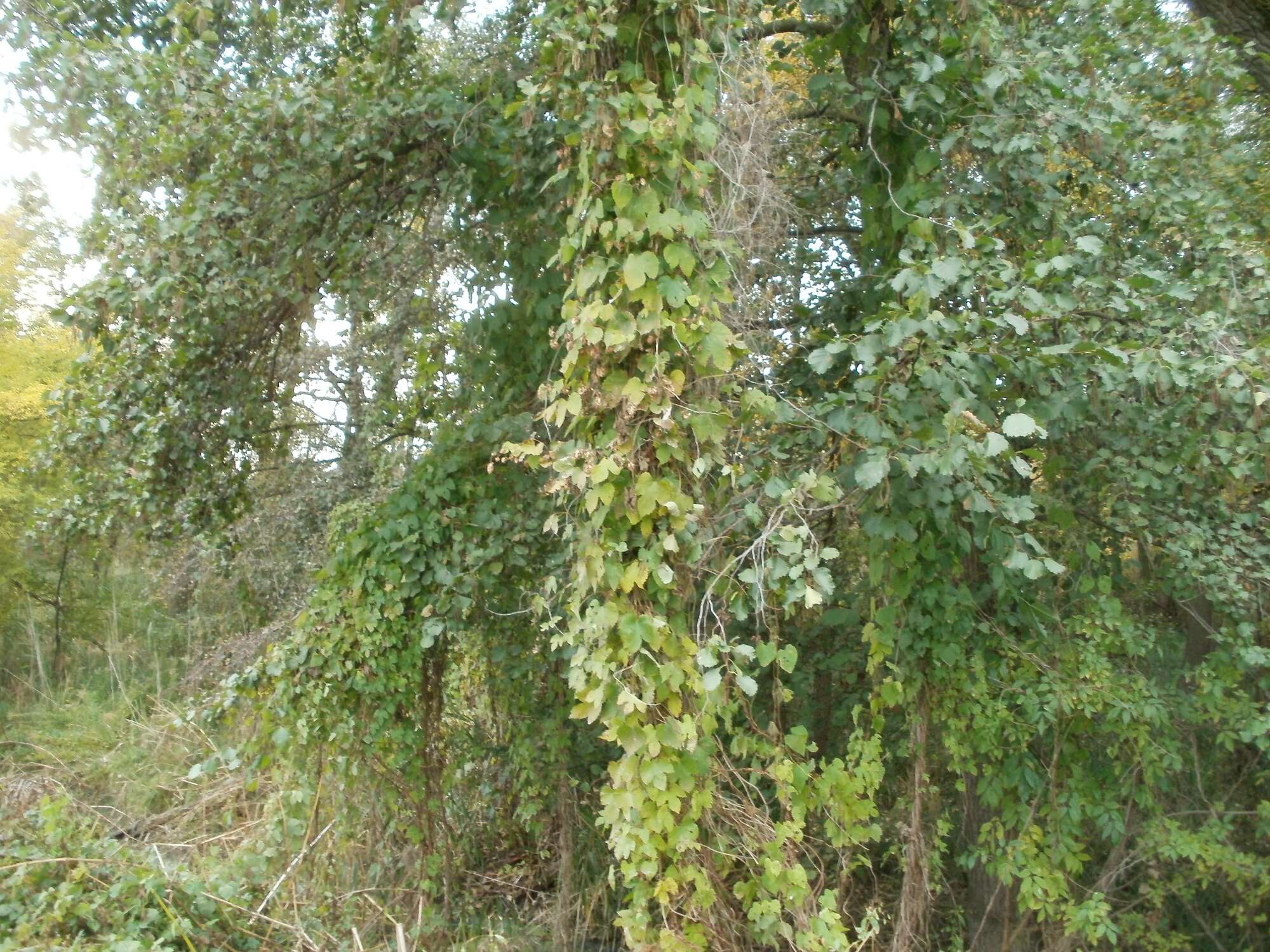 Image of common hop