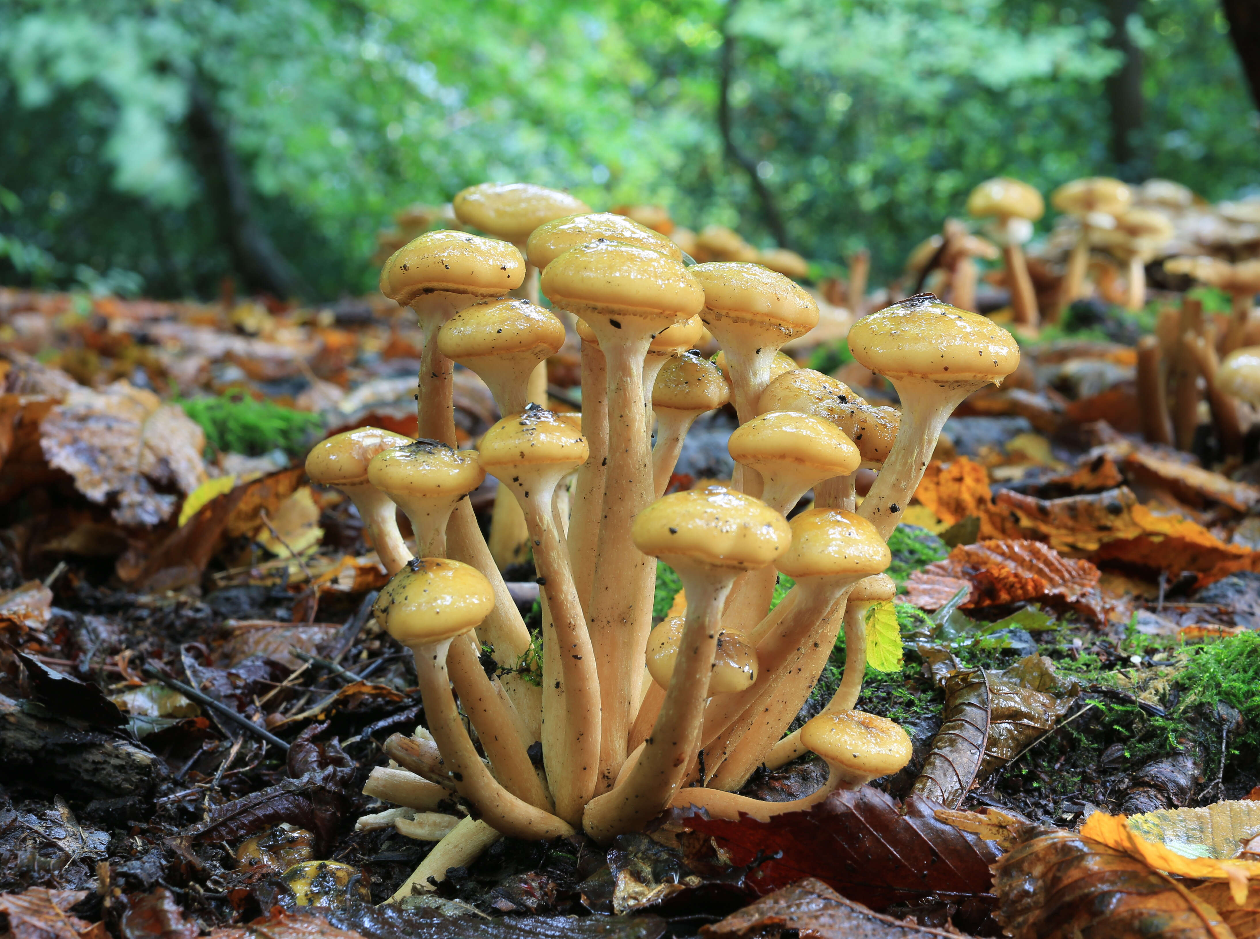 Image of Honey Fungus