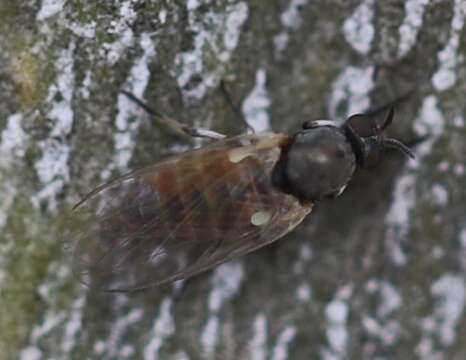 Image of black flies