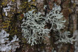 Image of ring lichen