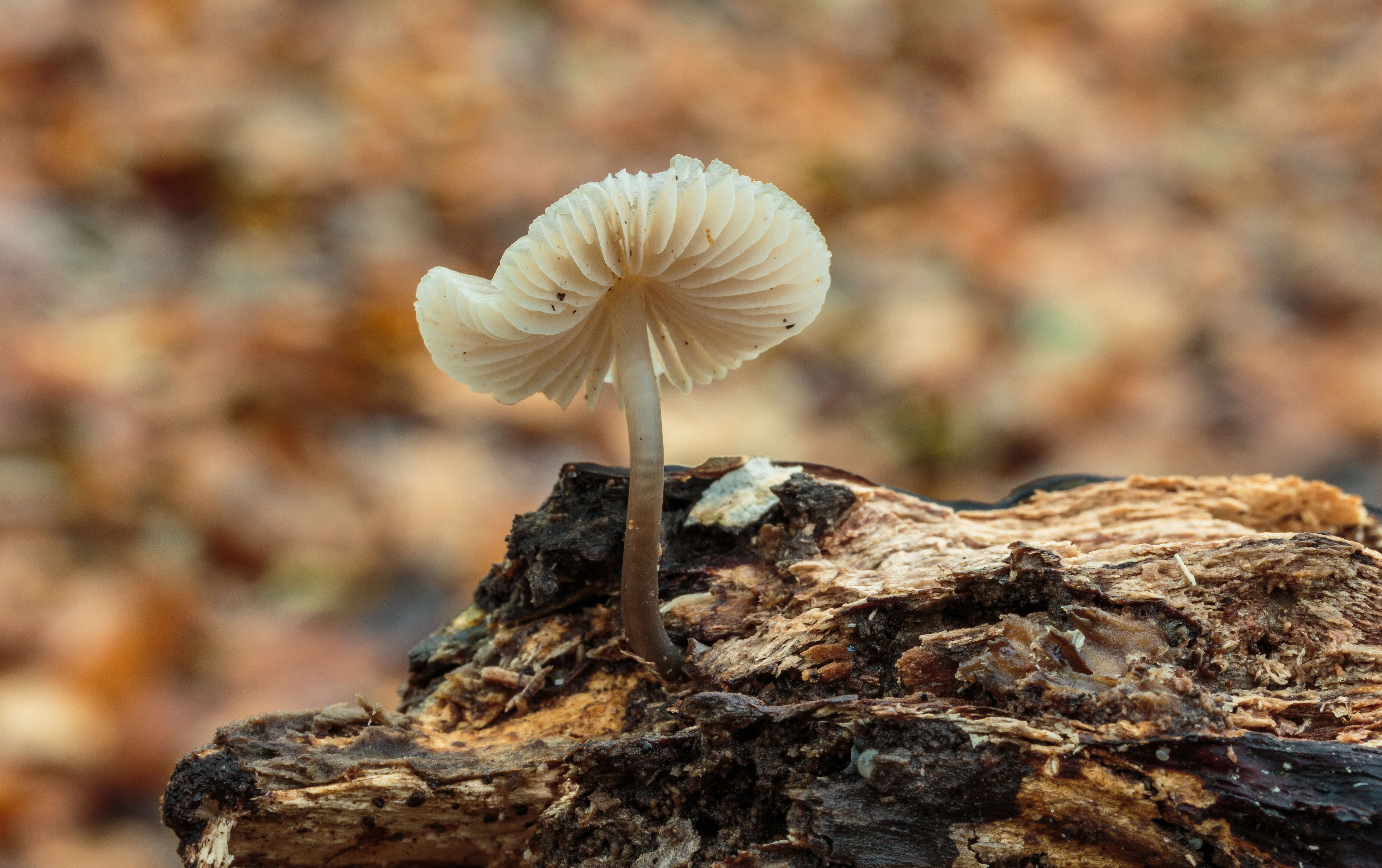 Image of Common Bonnet