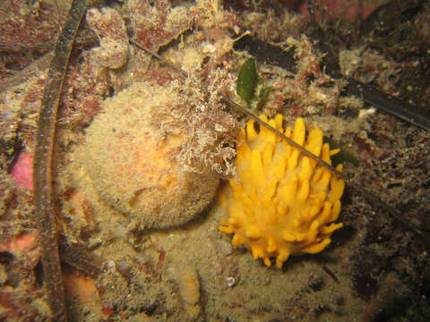 Image of massive horny sponge