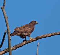 Image of Common Buzzard