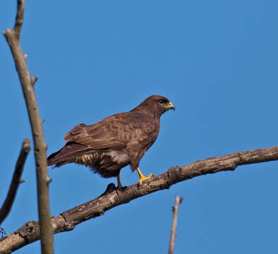 Image of Common Buzzard