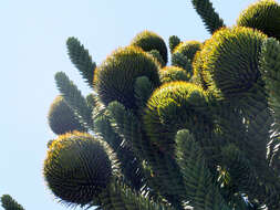 Image of Monkey Puzzle