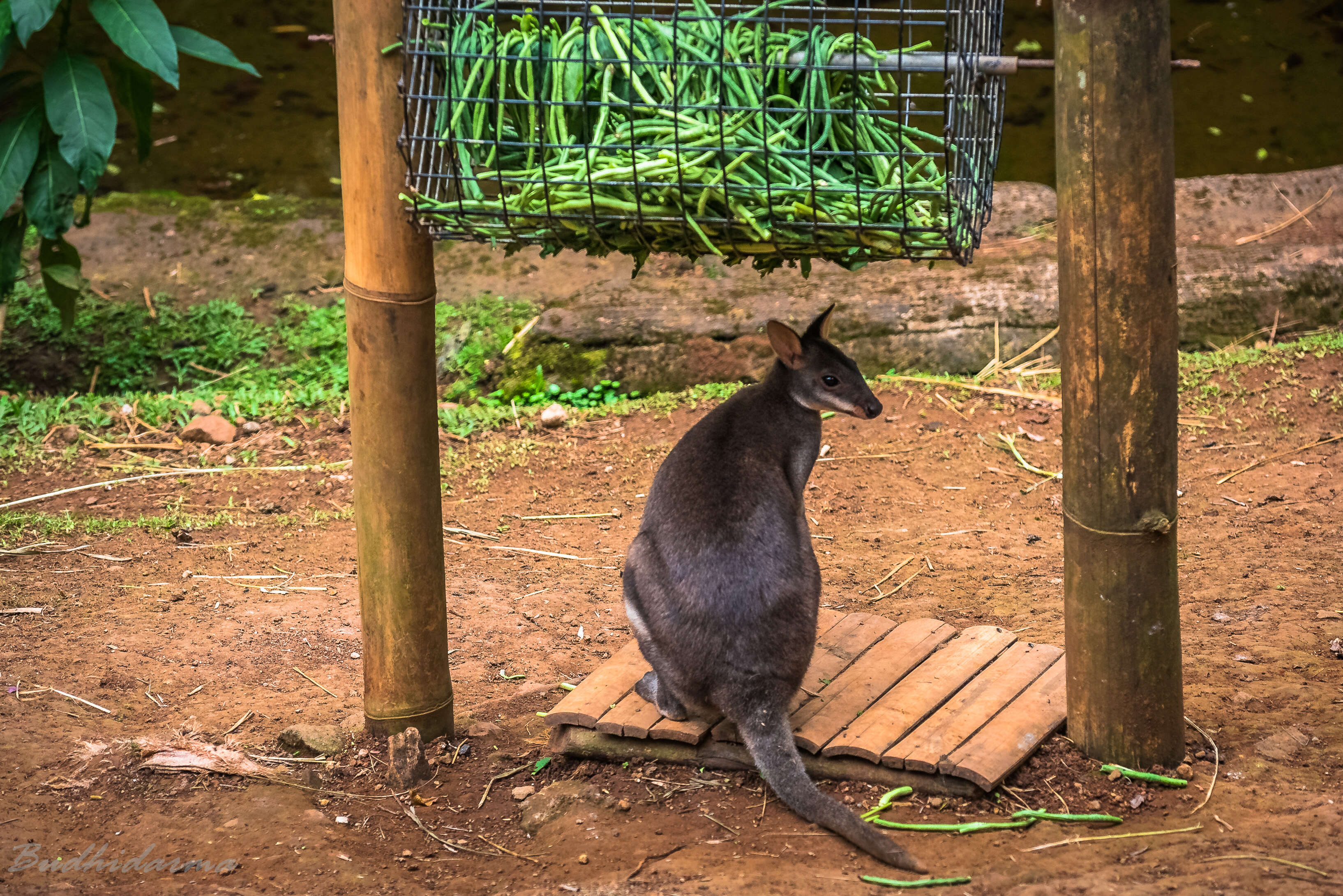 Image of Dusky Pademelon