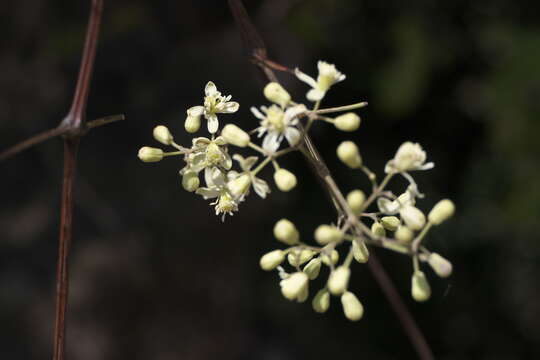 Image of Clematis javana DC.