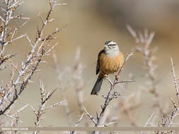 Image of European Rock Bunting