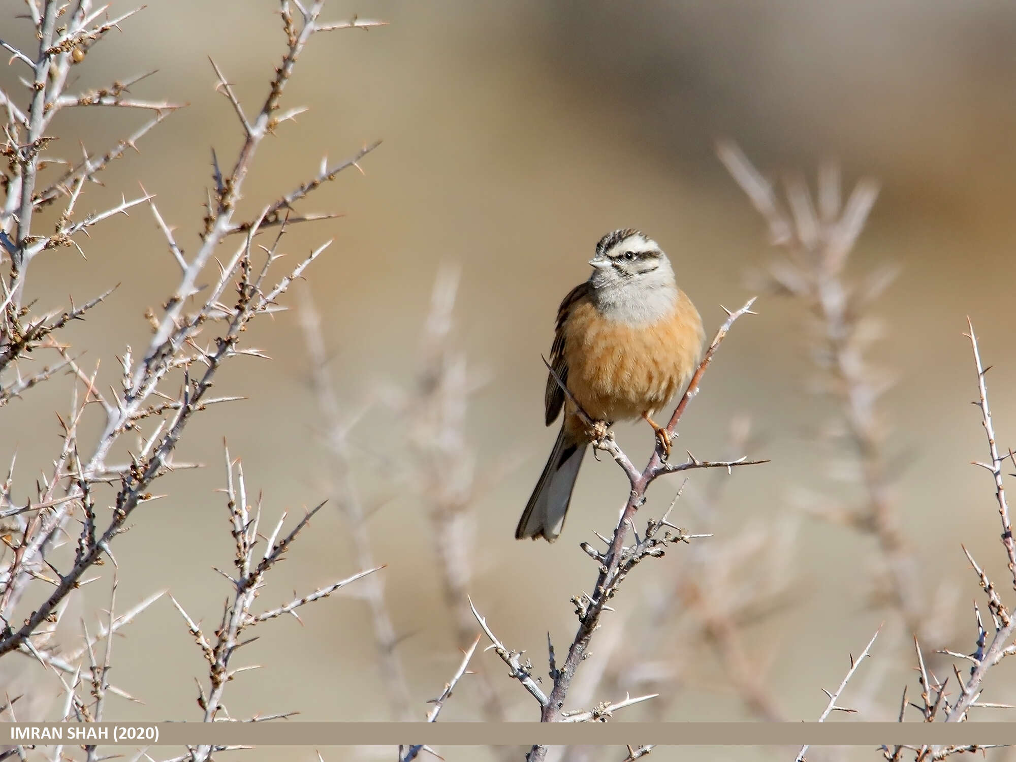 Image of European Rock Bunting