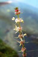 Image of twoleaf watermilfoil