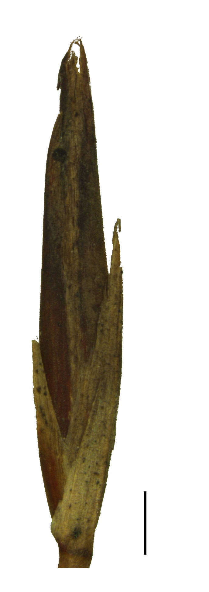 Image of bog-rush