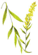 Image of wand goldenrod