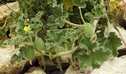 Image of squirting cucumber