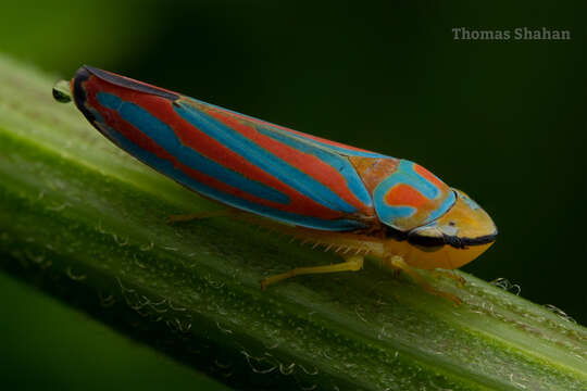 Graphocephala coccinea (Forster & J. R. 1771)的圖片