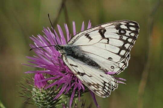 Image of Italian Marbled White