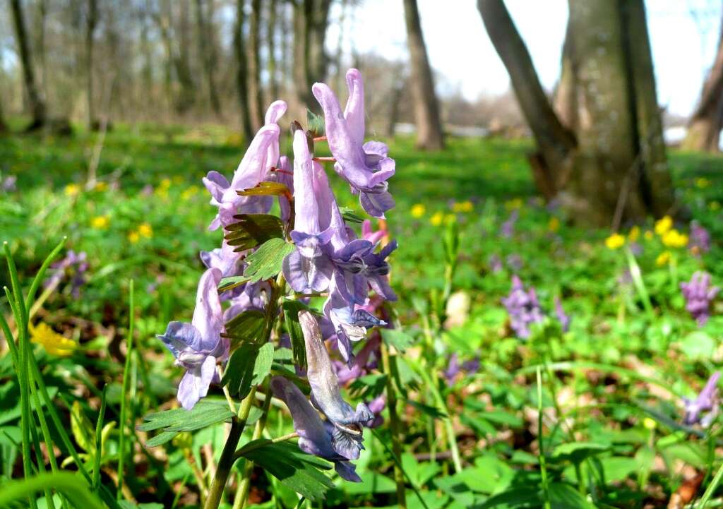 Слика од Corydalis cava (L.) Schweigger & Koerte