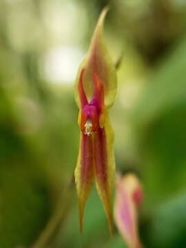 Lepanthes kokonuko的圖片