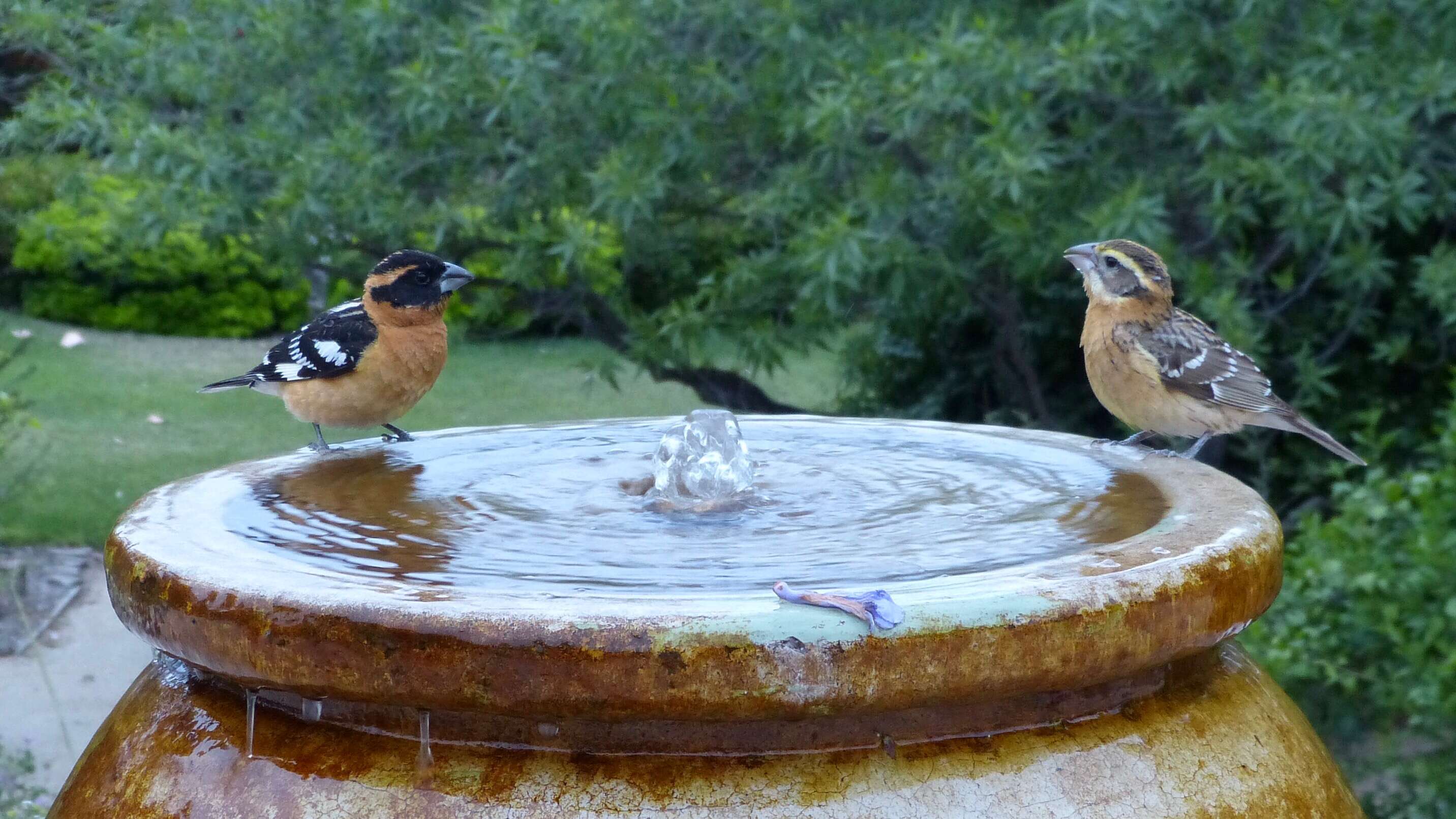 Image of Black-headed Grosbeak