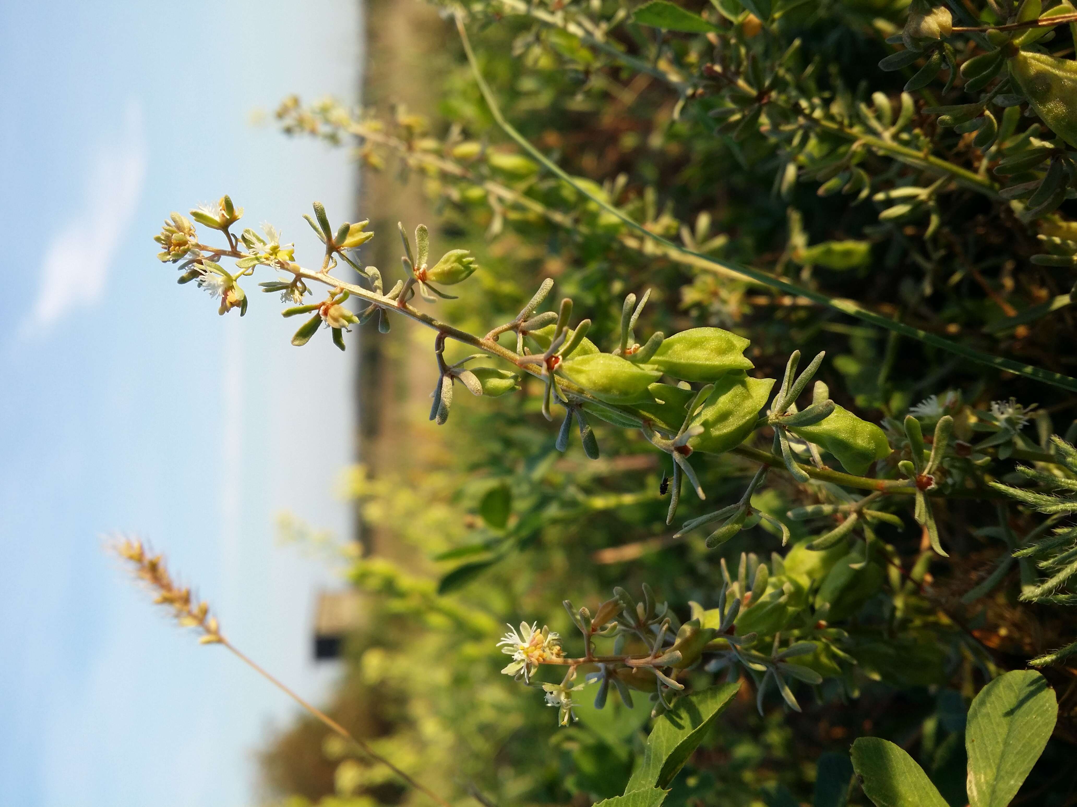 Image of rampion mignonette