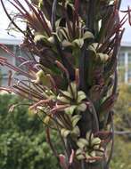 Image of tequila agave