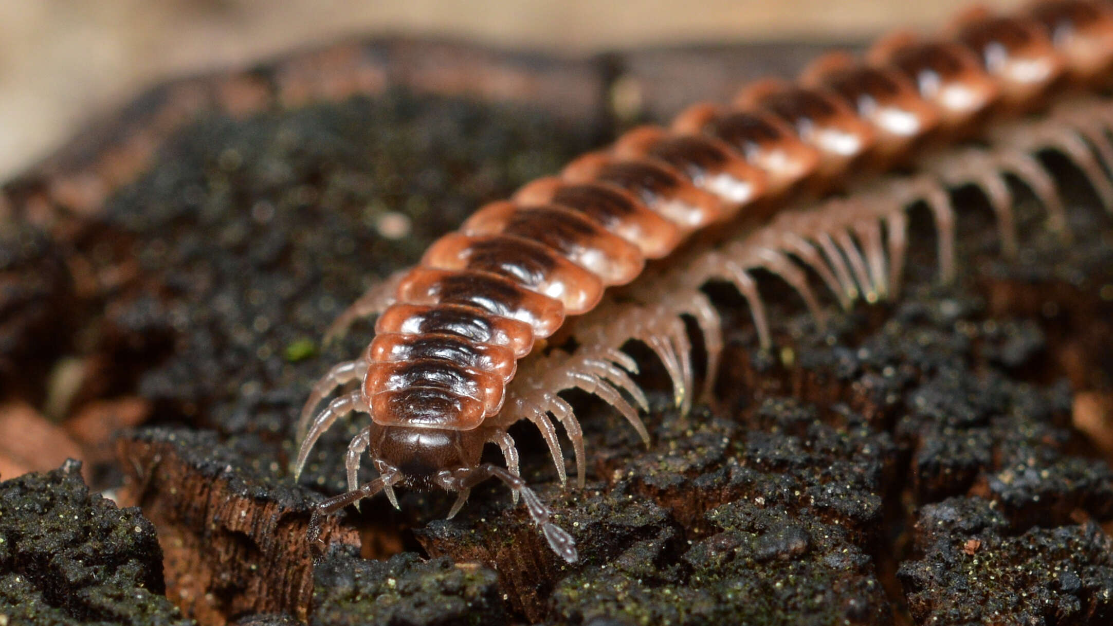 Image of Pseudopolydesmus