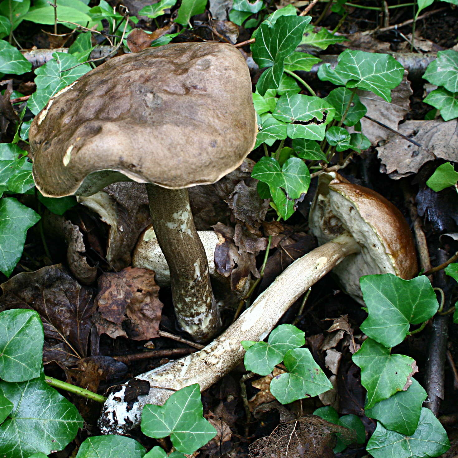 Image of Leccinum melaneum (Smotl.) Pilát & Dermek 1974