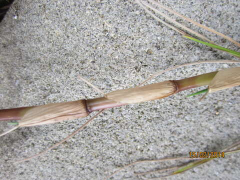 Image of Seashore paspalum