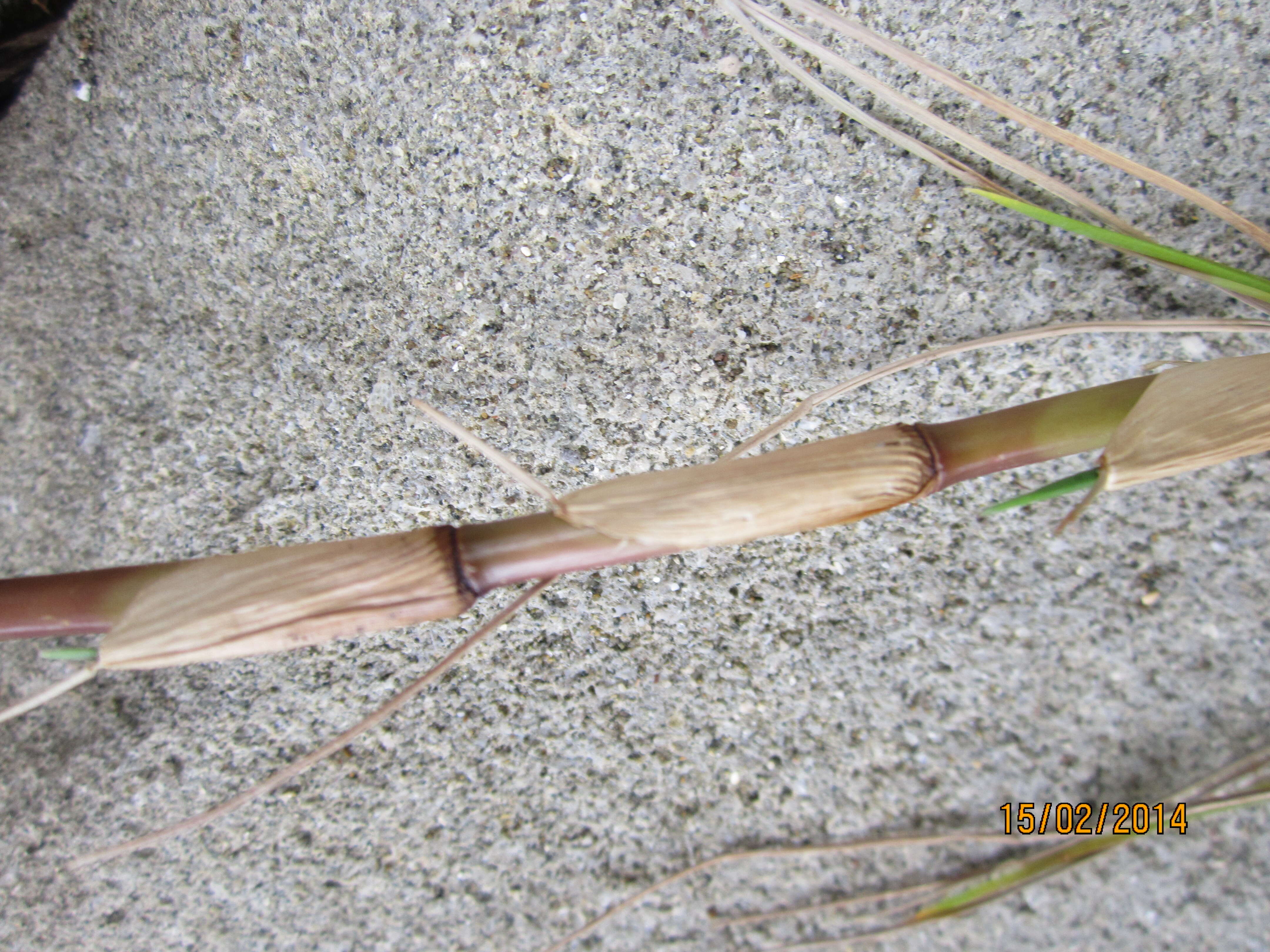 Image of Seashore paspalum