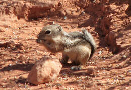 Image of white-tailed antelope squirrel