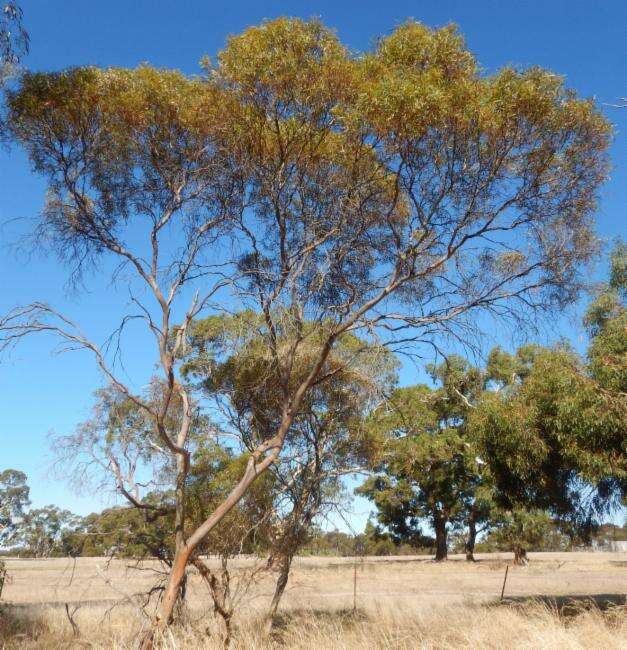 Image of Eucalyptus foecunda Schau.