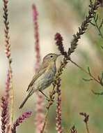 Image of Mountain Chiffchaff