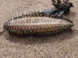 Image of Sea mouse