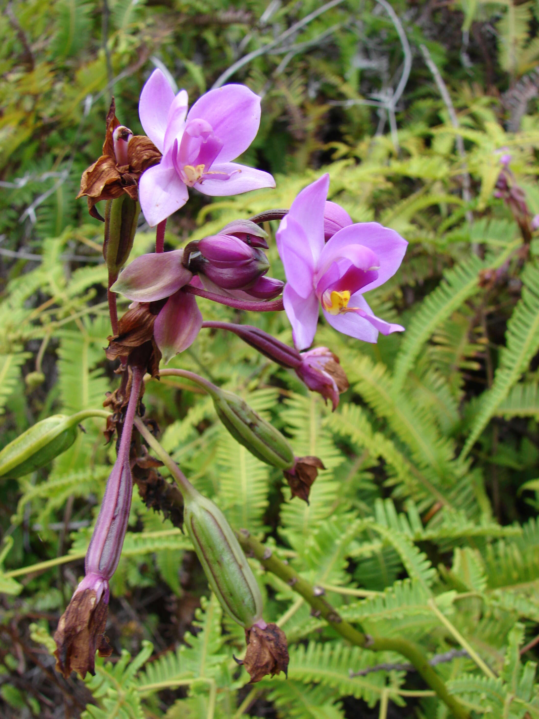 Sivun Spathoglottis plicata Blume kuva