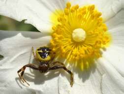 صورة Synema globosum (Fabricius 1775)