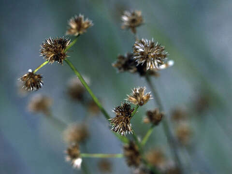 Juncus canadensis Gay resmi