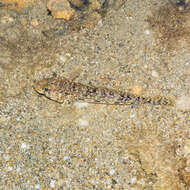 Image of Slender Goby