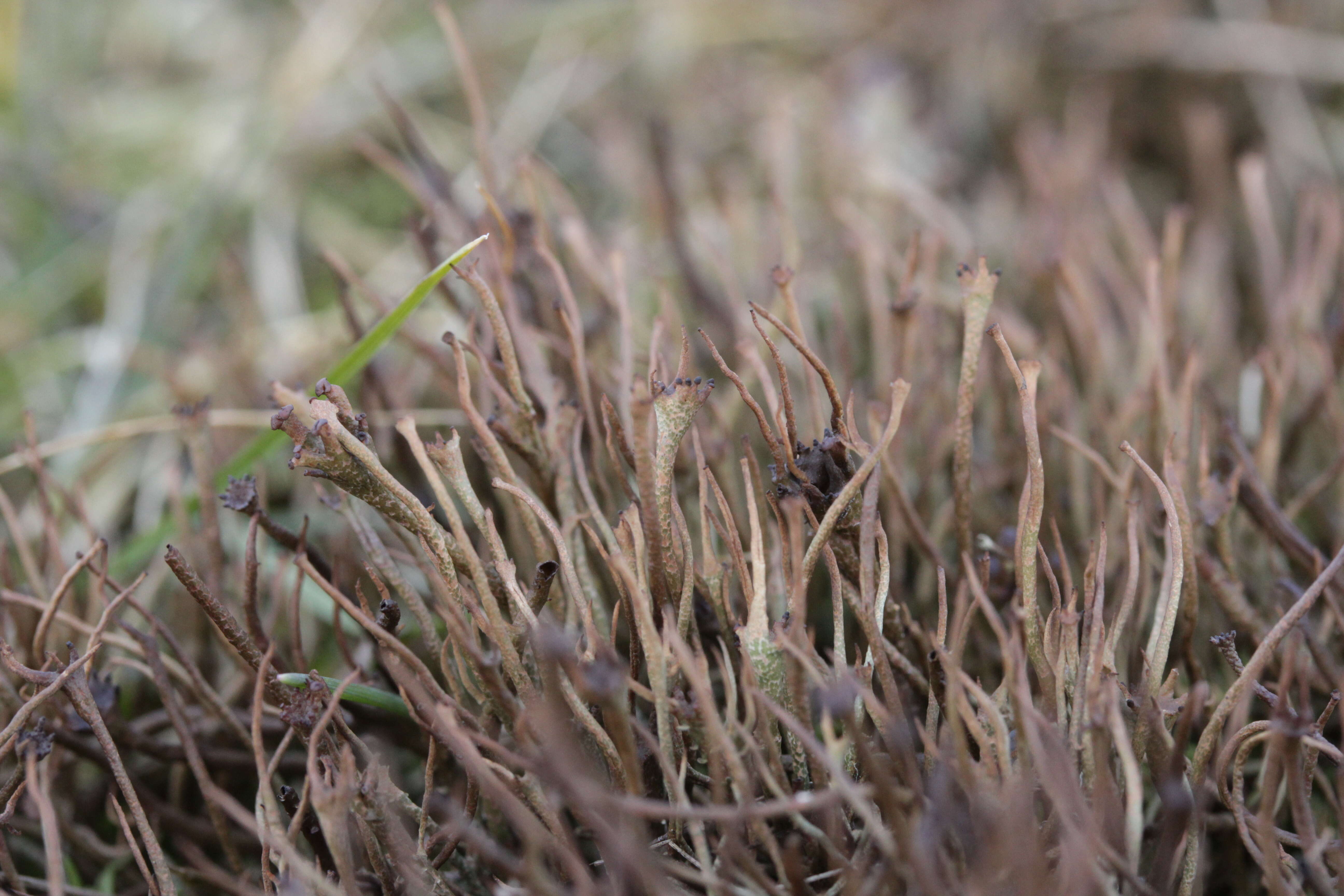 Image of cup lichen