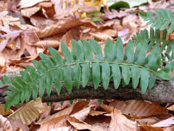 Image of Christmas fern