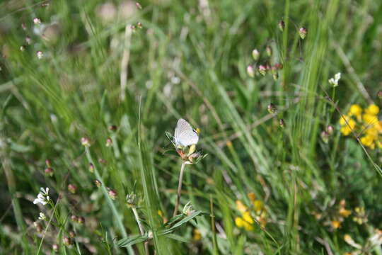 Image of small blue