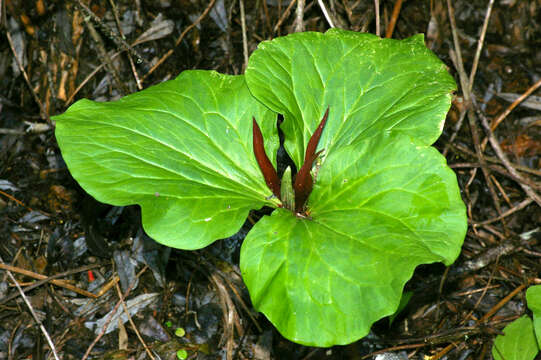 Image of narrowpetal wakerobin