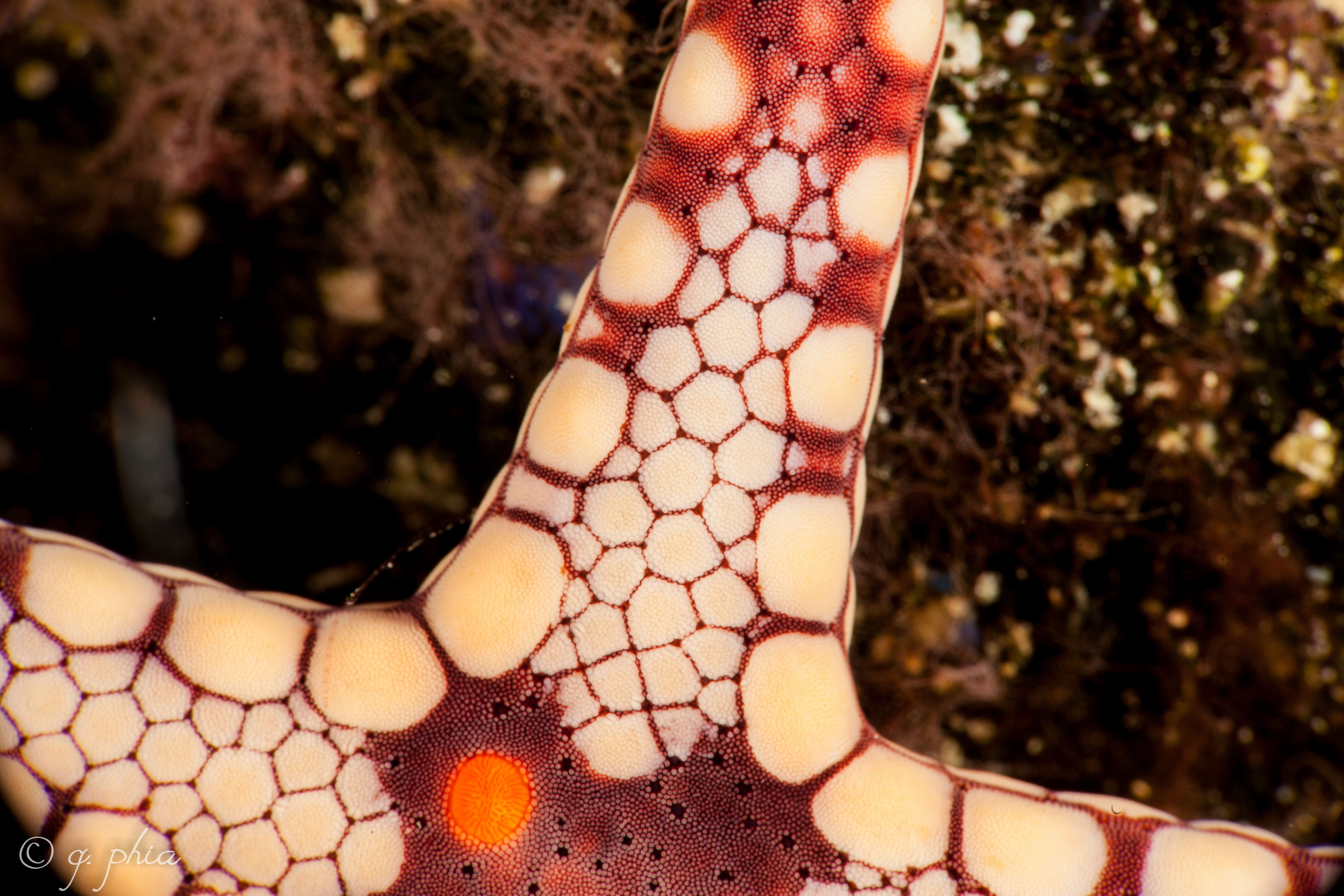 Image of Red and pink sea star