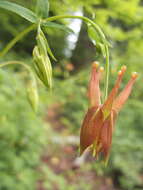 Image of western columbine