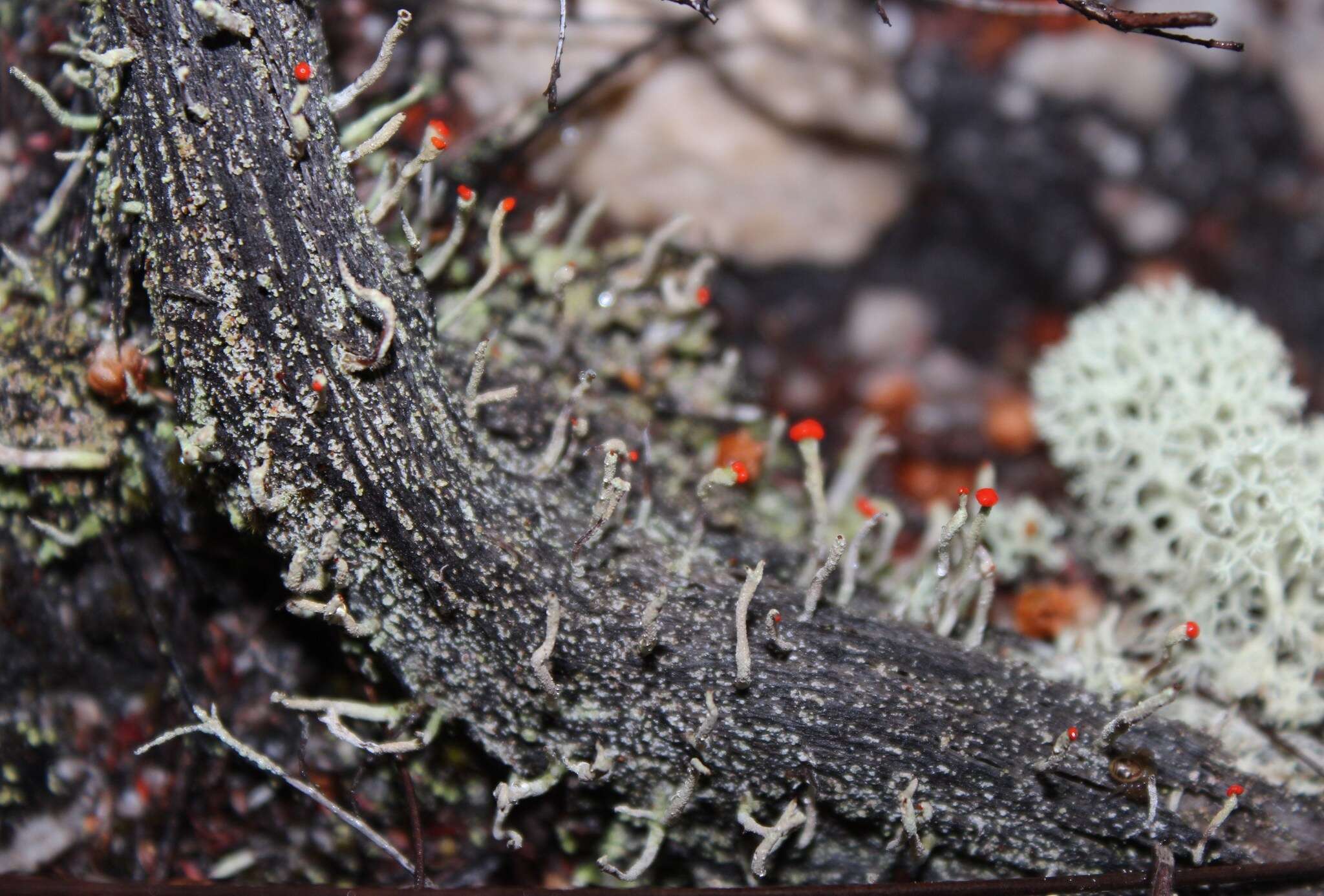 Image of Cladonia macilenta